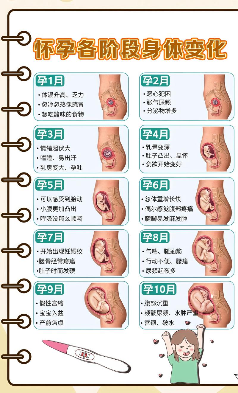 揭秘供卵代孕妈妈怀孕小腹分两节，孕期变化的奥秘衢州代生机构: